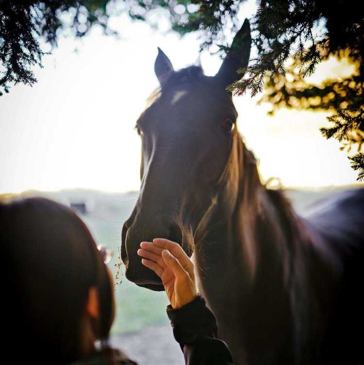 Человек конь