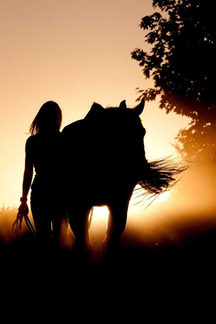 Красивый силуэт лошади