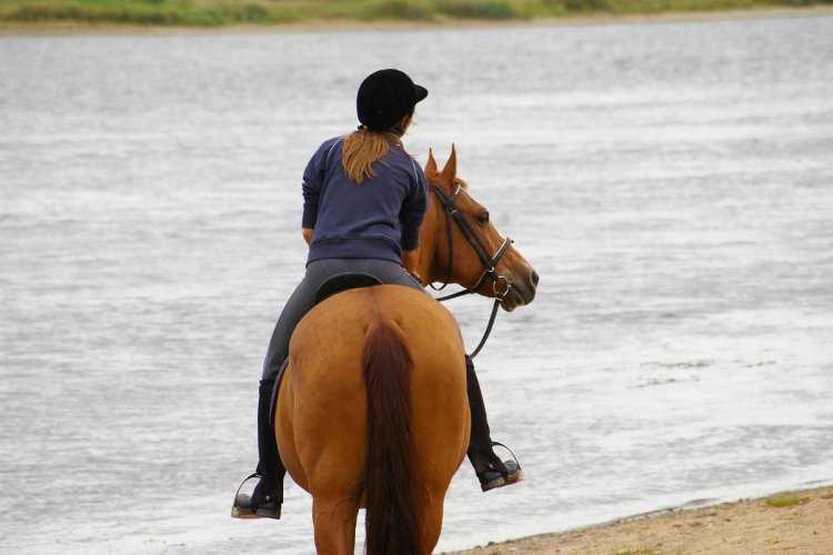 Всадник вид сзади