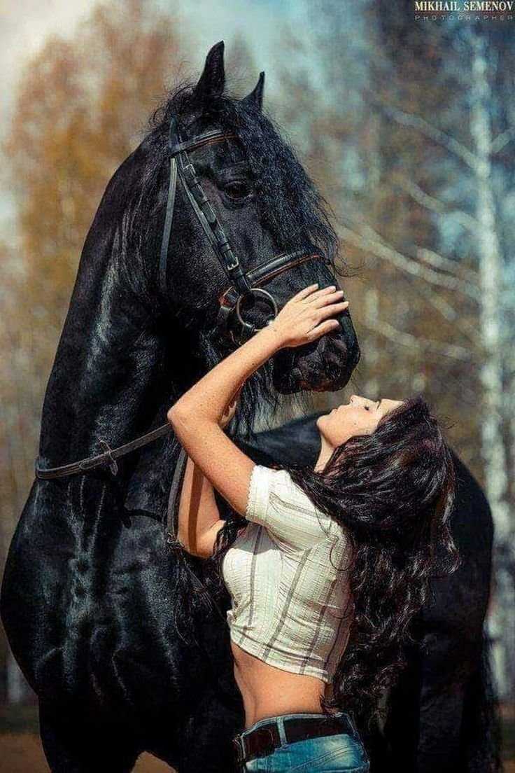 Фризская лошадь и девушка