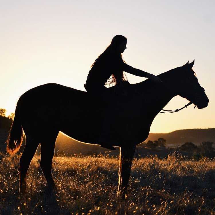 Лошадь издалека