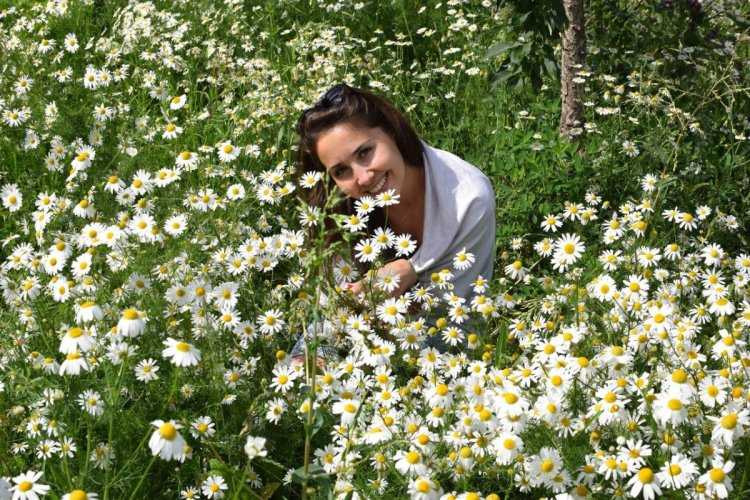 Ромашковое настроение