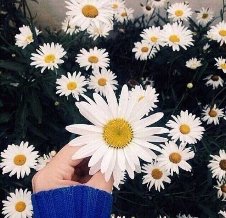 Рамашкив руках без лица