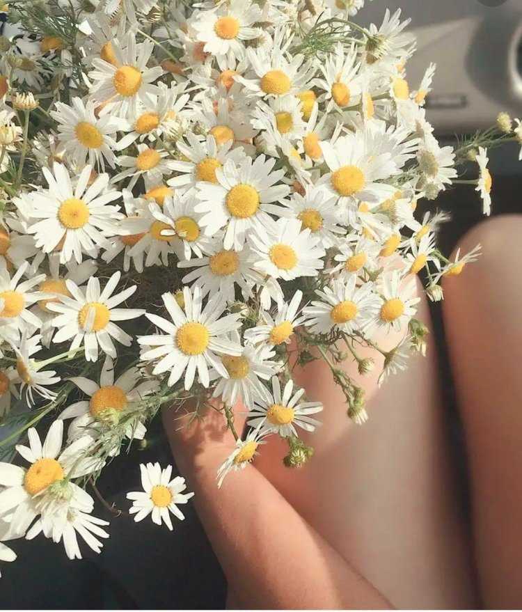 Букет ромашек в руках