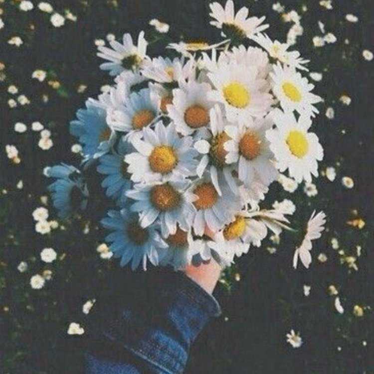 Ромашки в руках