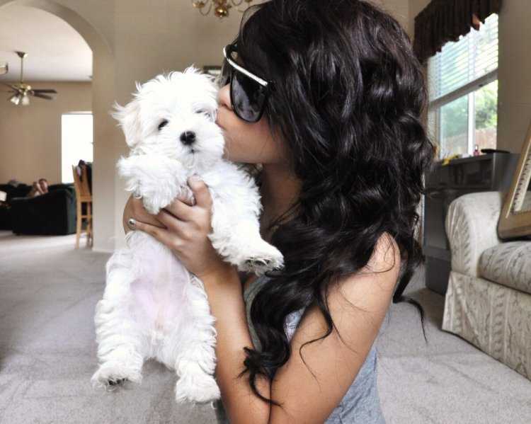 Красивые брюнетки с собачками