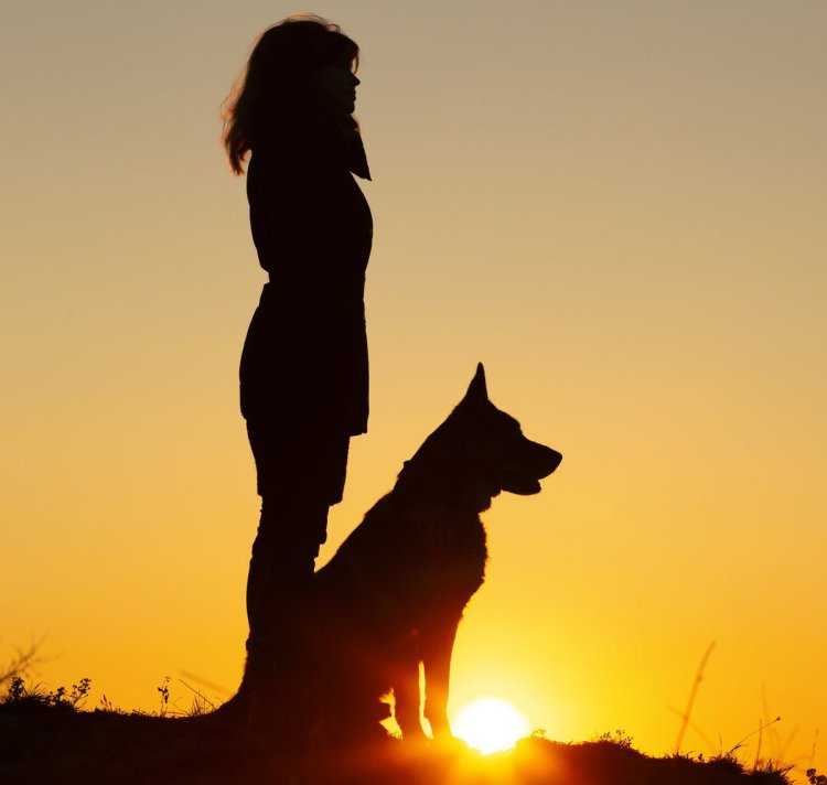 Девушка с овчаркой