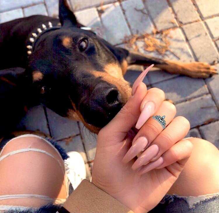 Доберман девочка