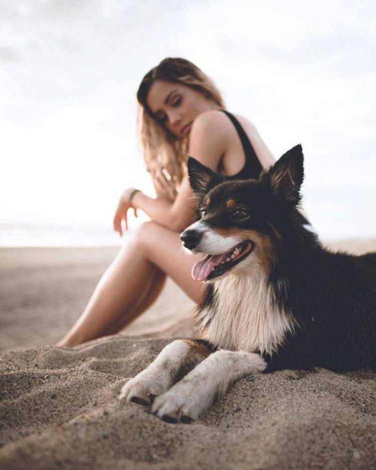 Фотосессия с собакой летом