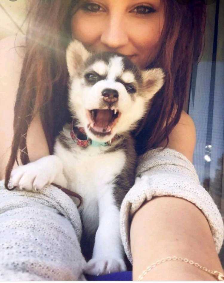 Девушка с щенком хаски