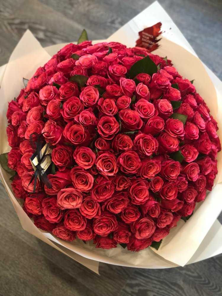 Роза Эквадор Кстово