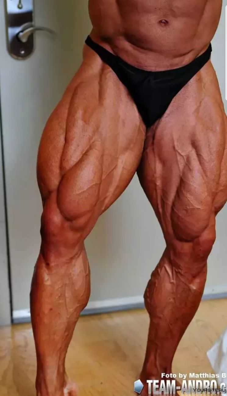 Квадрицепс анатомия бодибилдинг