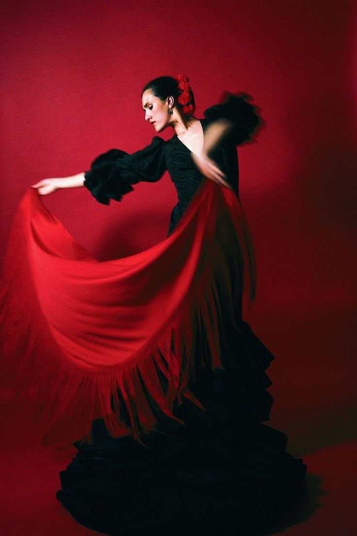 Фламенко животное