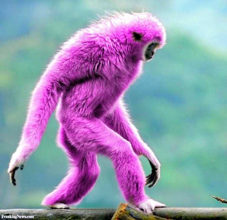 Фиолетовая обезьяна