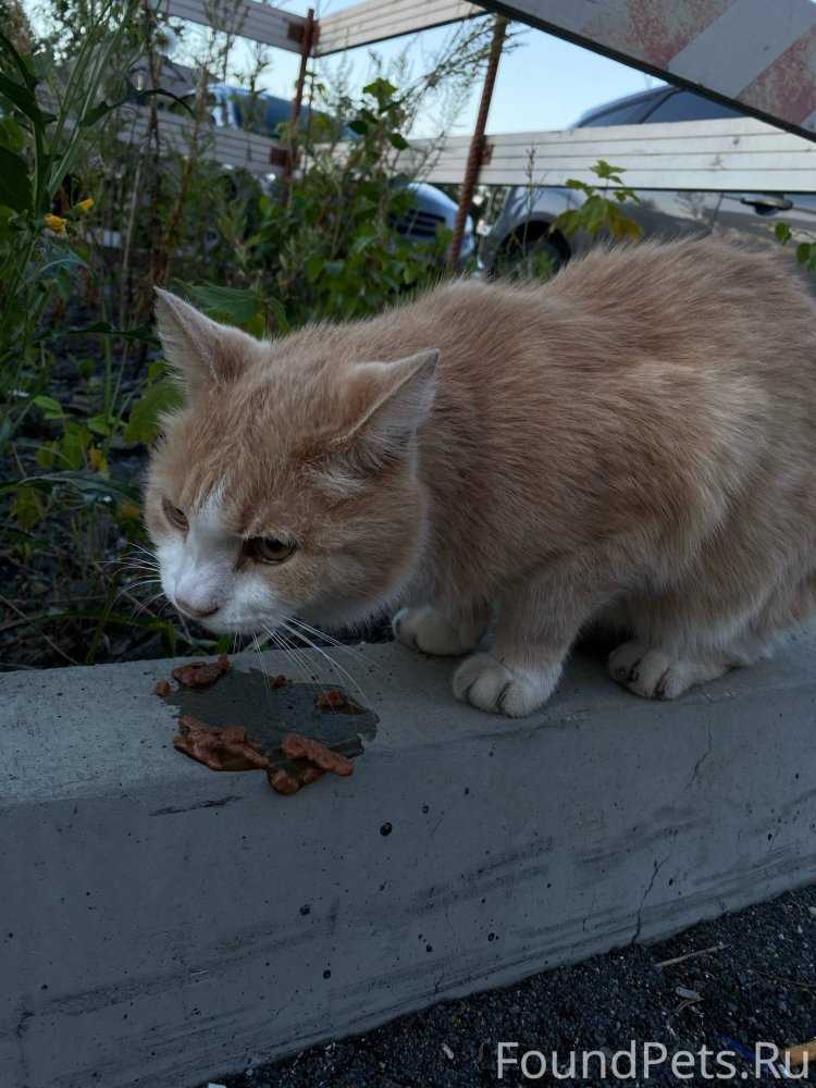 Тома Джанаева