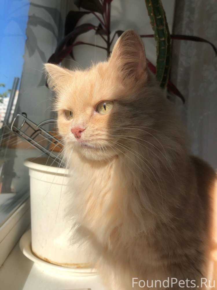 Рыжая армянка