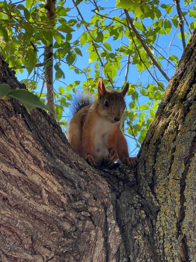 Назира Алиева