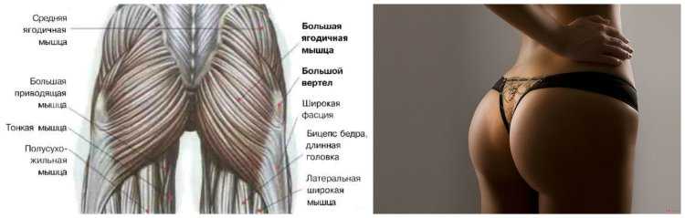 Ягодичные мышцы анатомия строение