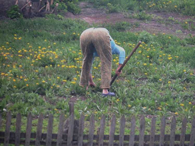 Прополка огорода на даче