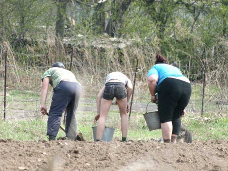 Баба в грядке про огород