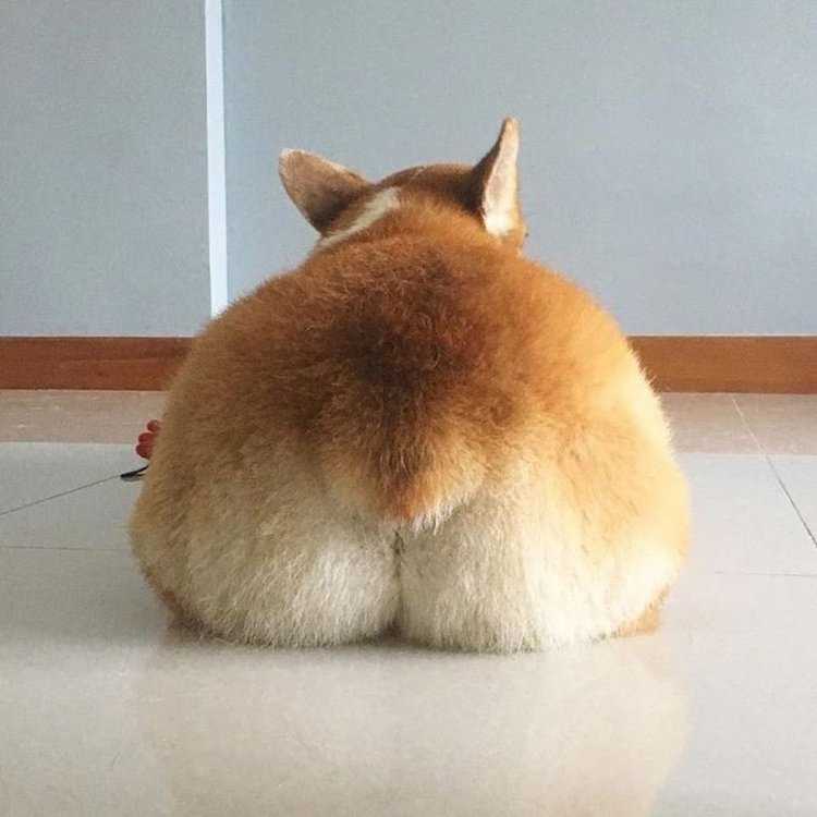 Корги собака жепка