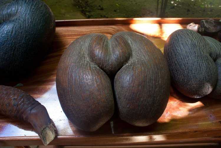 Коко де мер мужской плод