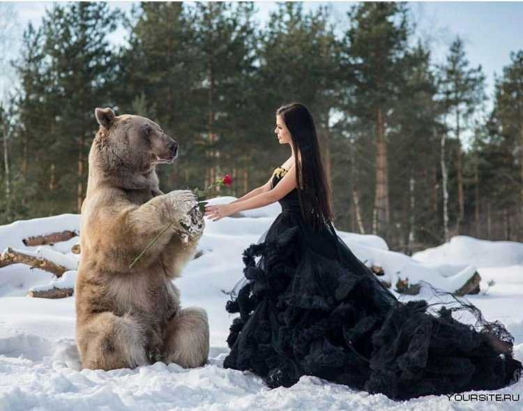 Красавица и медведь