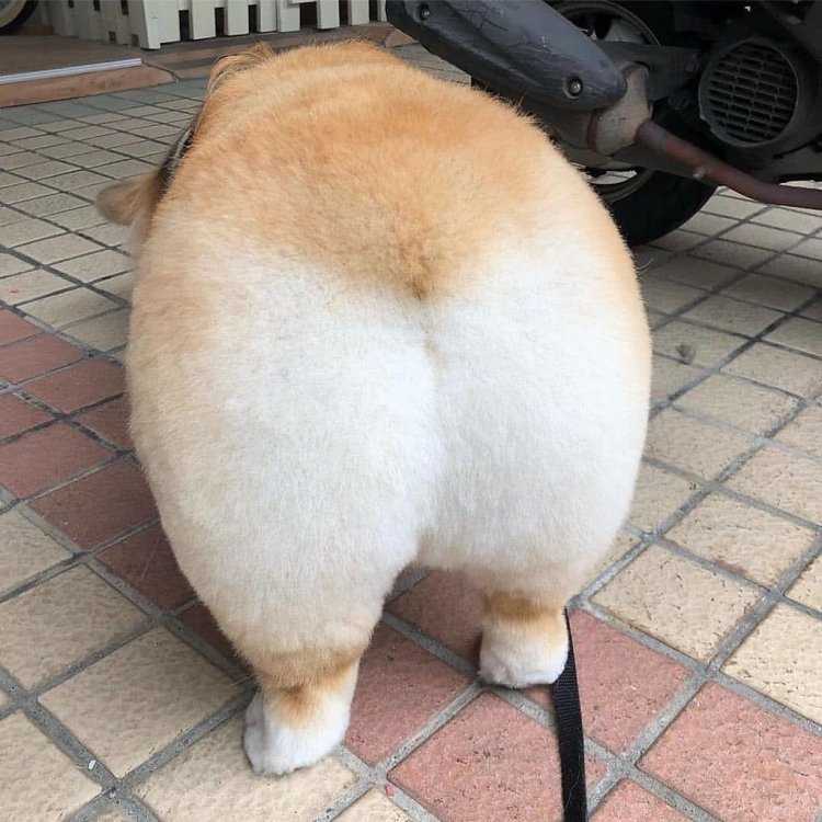 Клара Фелиция Линдблом ass