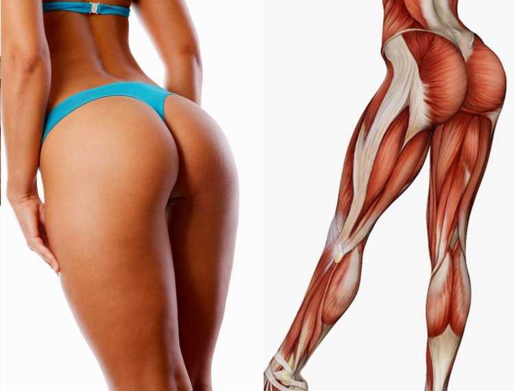 Ягодичные мышцы анатомия