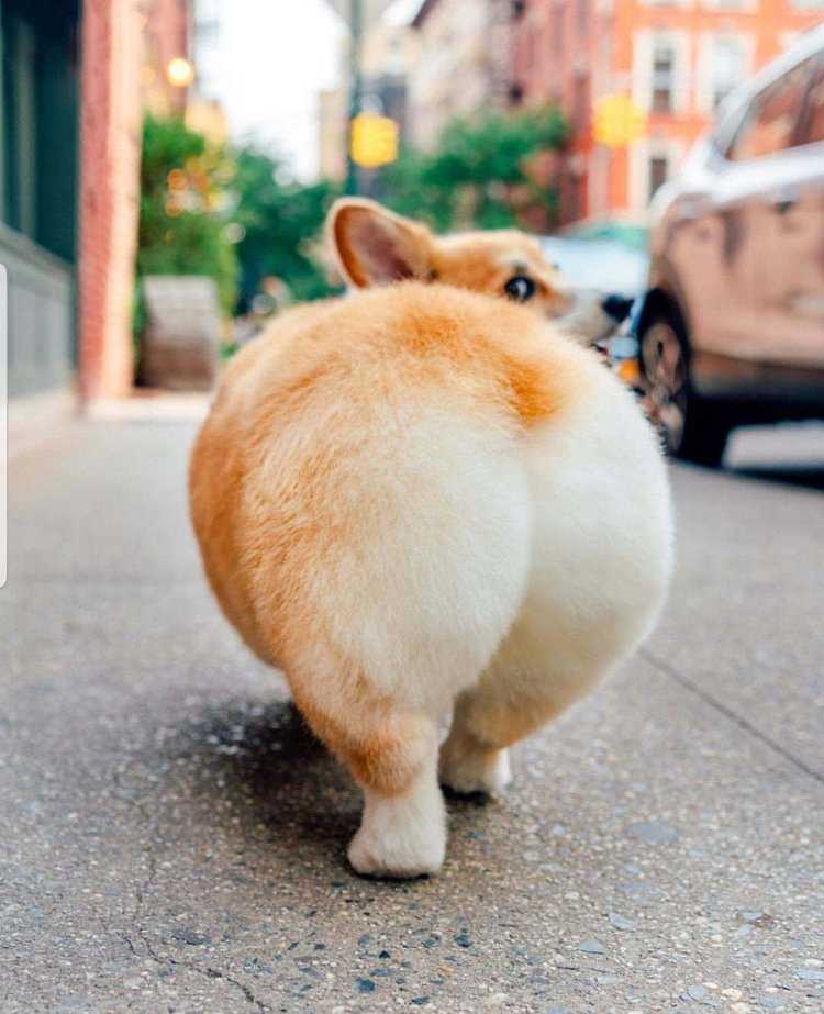 Прикольная большая жопа23