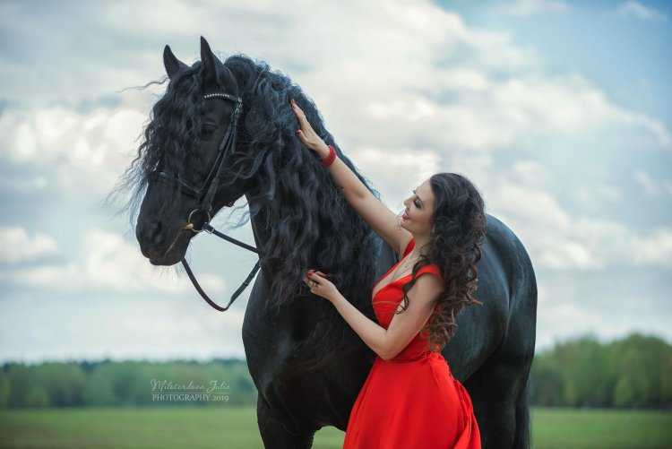 Фотосессия с фризской лошадью
