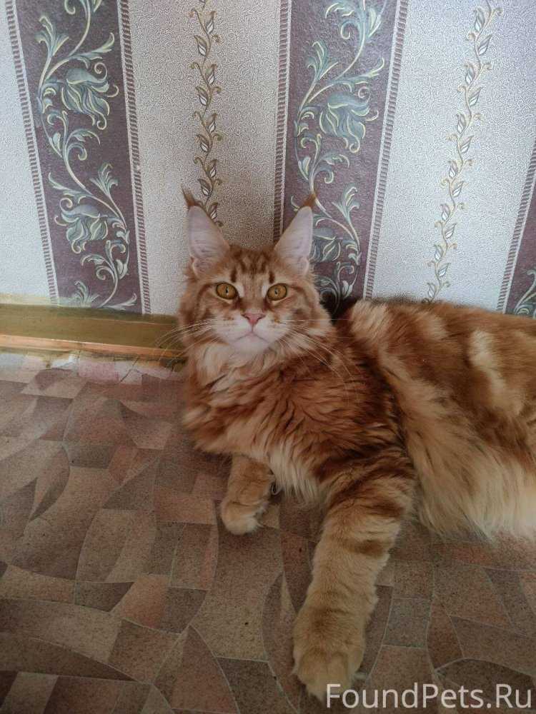 Рыжая узбечка13