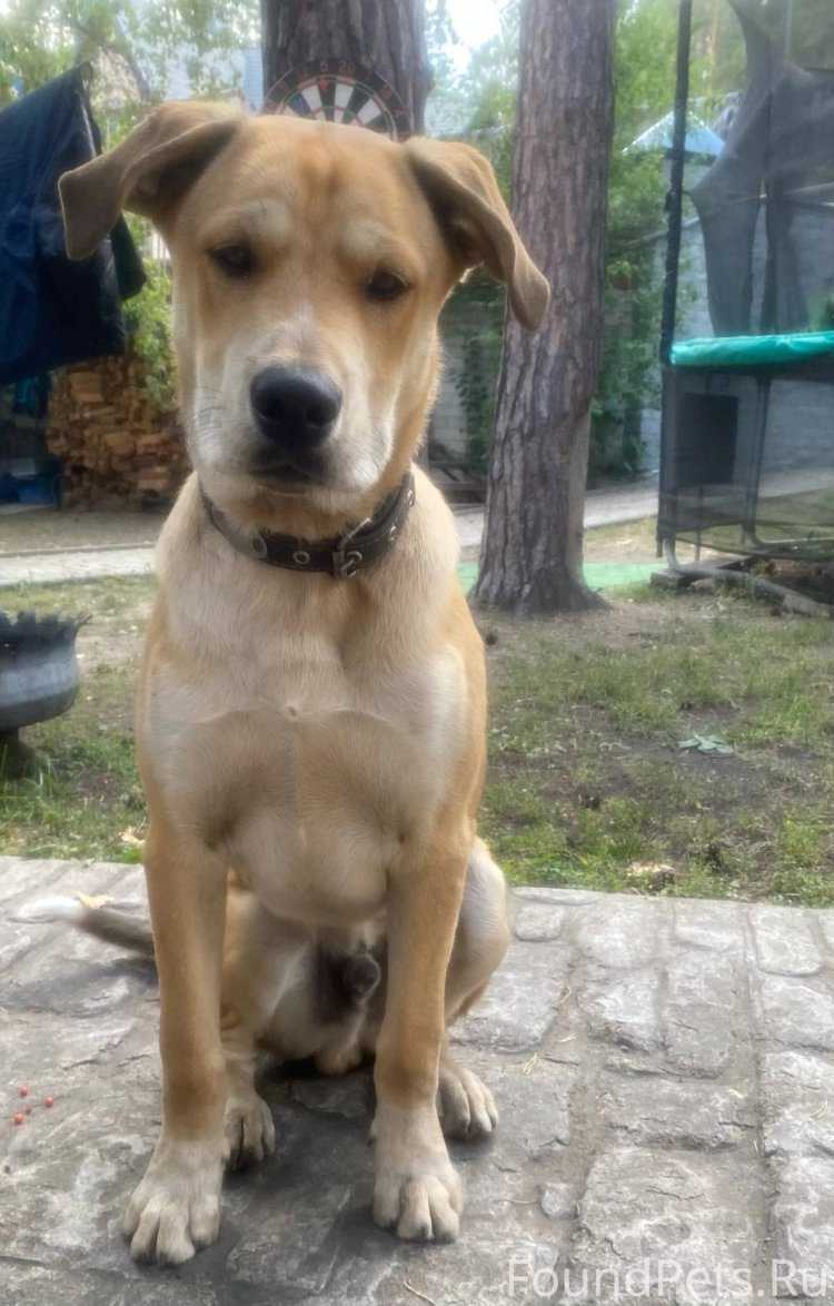 Рыжая узбечка9