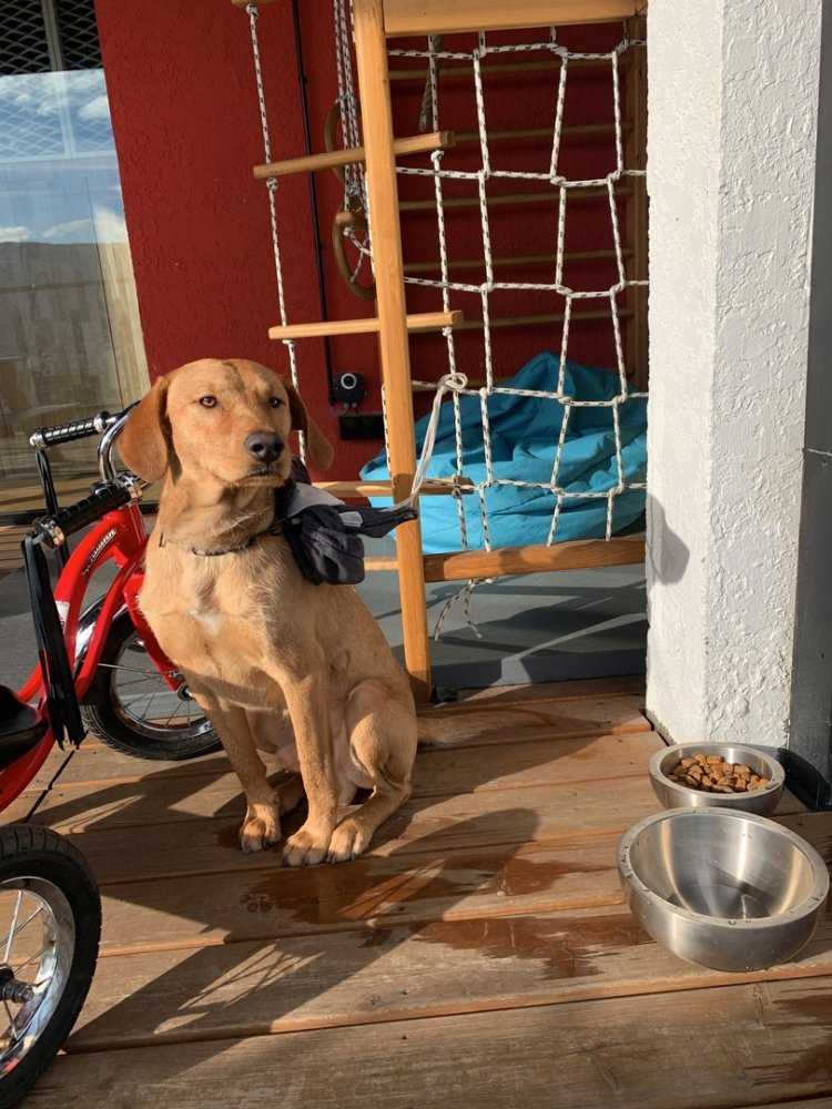 Рыжая узбечка11