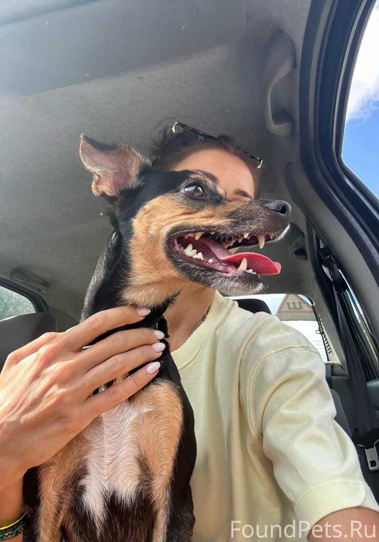 Рыжая узбечка8