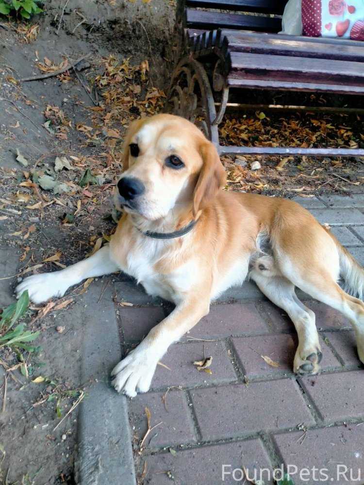 Рыжая узбечка23