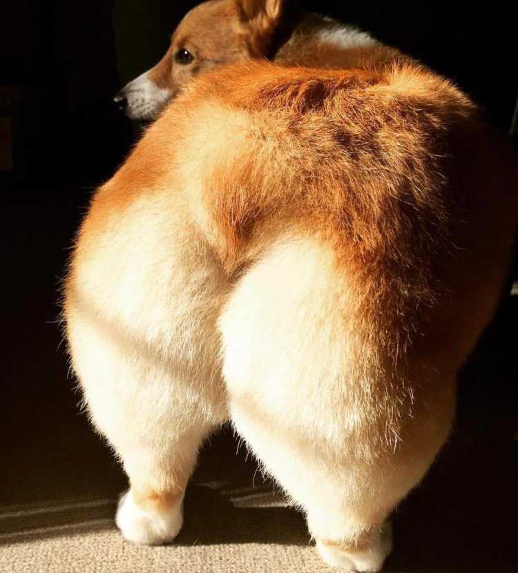 Вельш корги пемброк жопка