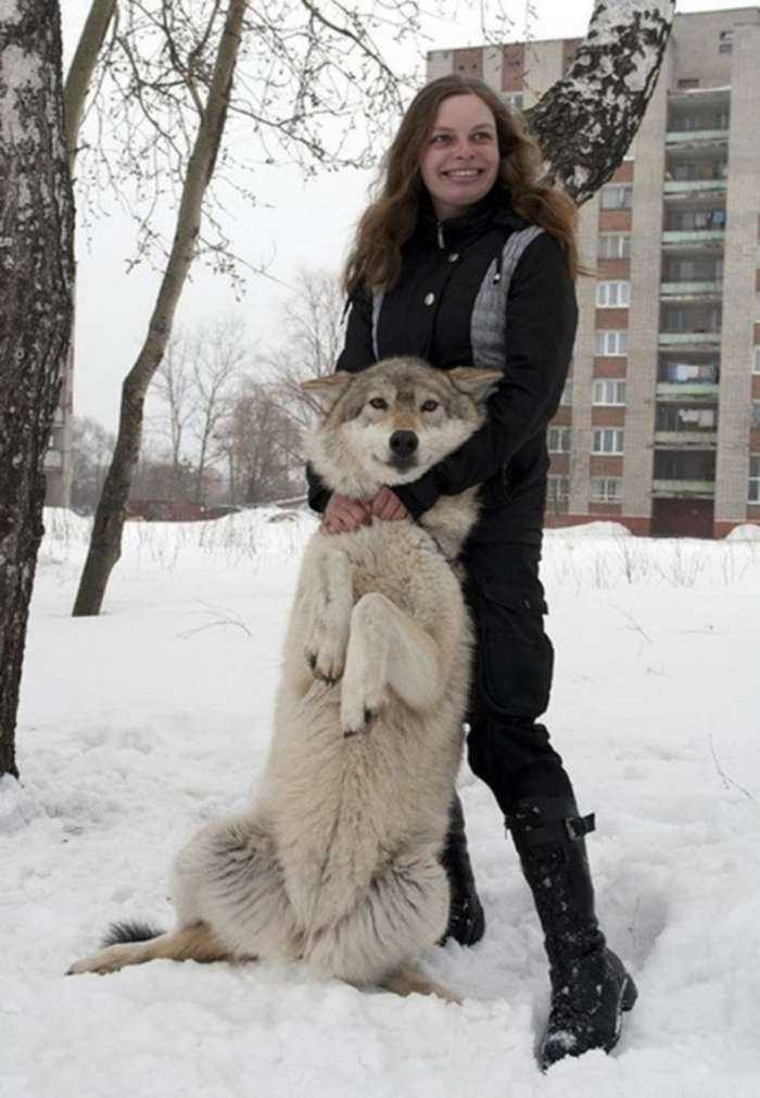 Волки и девушки на фото